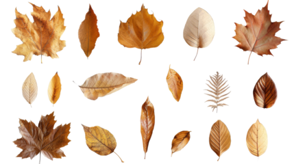 Collection of colored fallen autumn leaves on transparent background