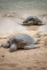 Two basking Hawaiian green sea turtles at Poipu Beach on the island of Kauai, Hawaii, USA