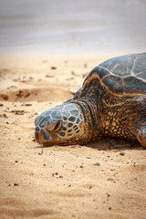 Obraz premium One basking Hawaiian green sea turtle at Poipu Beach on the island of Kauai, Hawaii, USA