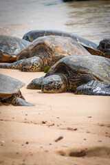 A group of basking Hawaiian green sea turtles at Poipu Beach on the island of Kauai, Hawaii, USA