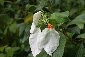 A twig tip of Wild Mussaenda plant with a flower cluster and unique white colored leaves