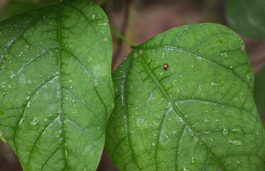 A shiny copper brown color beetle is eating on a rain soaked winged bean leaf surface