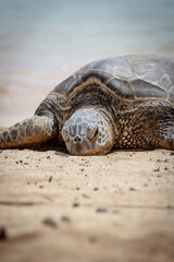 One basking Hawaiian green sea turtle at Poipu Beach on the island of Kauai, Hawaii, USA