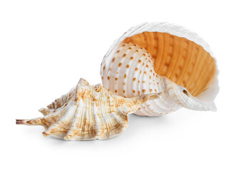 Beautiful seashells on white background