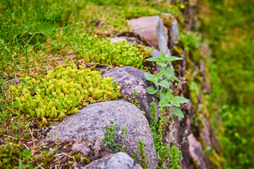 Succulent Garden Ecosystem Among Mossy Rocks Close-Up Perspective