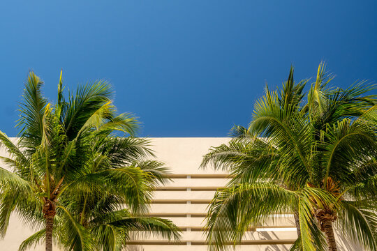 Palmeras playeras con hotel