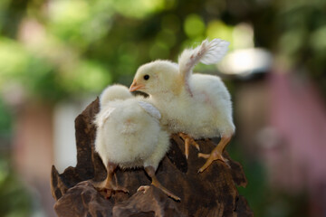 Cute little chicken isolated on nature background 