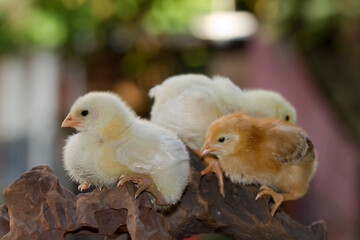 Cute little chicken isolated on nature background 