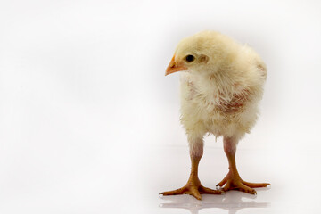 Cute little chicken isolated on white background 