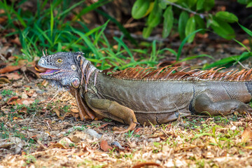 Green iguana close up in tampico tamaulipas