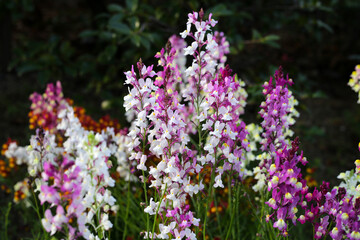 Linaria flower in the garden