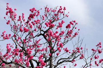 Japan cherry blossom, Branches of sakura flowers with blue sky