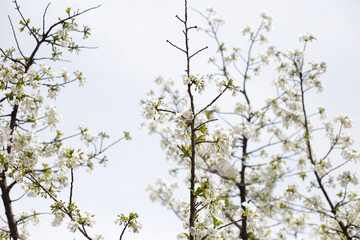 Branches of sakura flowers, cherry blossom