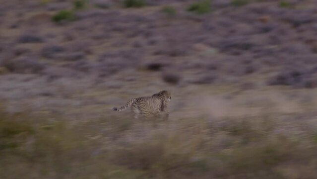 Cheetah Attacks and Takes Down a Blesbok in South African Savanna