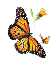A large monarch butterfly with black and orange wings flies near a bright orange flower. A smaller butterfly is in the background.