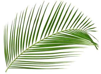 One green coconut palm leaf isolated on white