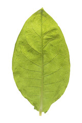 Obraz premium Green Tobacco leaf isolated on white background