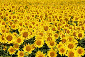 満開のひまわり畑