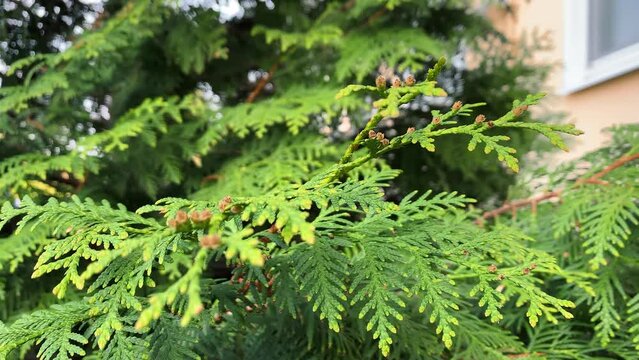 Thuja is an evergreen coniferous plant close-up. Selective focus