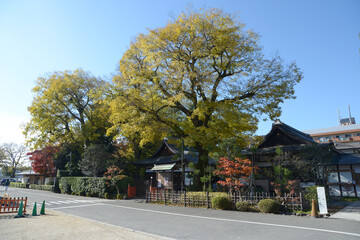 秋の上賀茂神社　参集殿・客殿　京都市北区