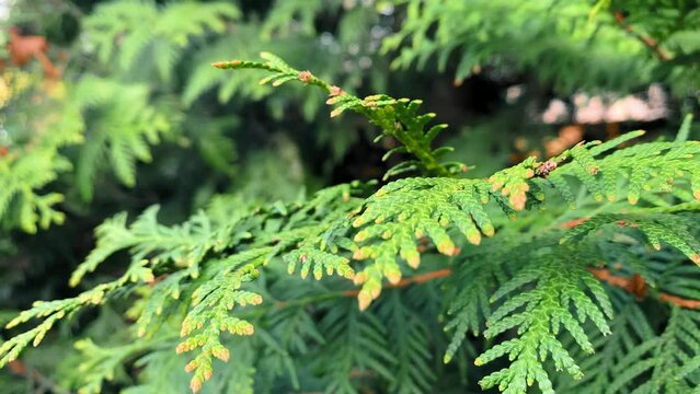 Green thuja occidentalis plant. Close up of Thuja occidentalis plant blowing in the wind
