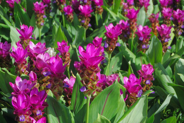 siam tulip flower in garden