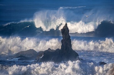 Sea rock in big waves with white foam and a flying seagull. Bandon beach. Pacific ocean. Oregon. USA
