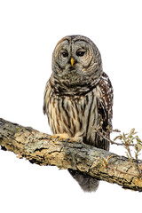 A Wise Barred Owl Perched on a Branch White Background.