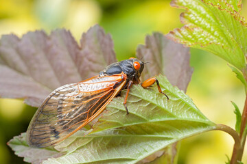 Adult Cicada Climbs on a Leaf