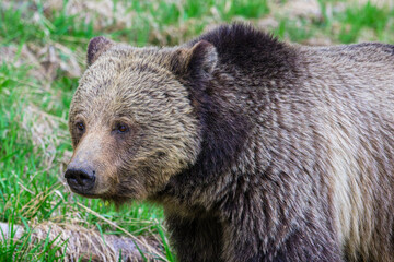 Bear Standing in the Grass