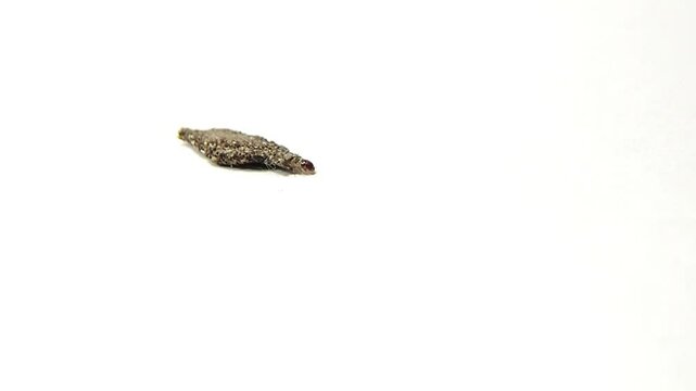 Small insect Phereoeca uterella or kamitetep moth. These animals can cause itchy skin
