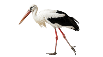 Stork bird on transparent background