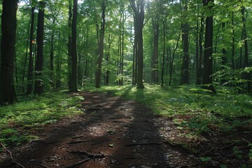 Obraz premium Tranquil forest pathway bathed in dappled sunlight, surrounded by tall, green trees. The peaceful atmosphere invites quiet contemplation and relaxation.