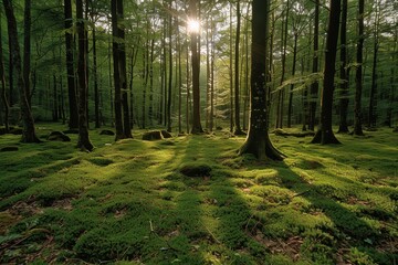 Obraz premium An enchanting forest during twilight, showcasing tall trees with sunlight streaming through, illuminating the thick, lush moss on the forest floor, evoking a peaceful mood.