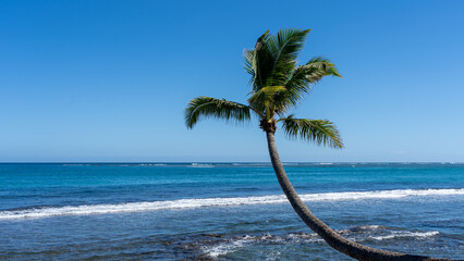 A curved coconut palm tree (Cocos nucifera) leans towards the sea.