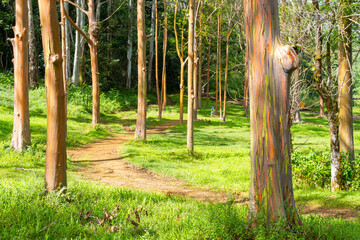Rainbow Eucalyptus tree at Keahua Arboretum near Kapa'a, Kauai, Hawaii. Rainbow Eucalyptus is a tree of the species Eucalyptus deglupta with striking coloured streaks on its bark. 