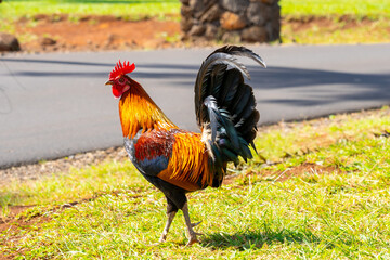 A beautiful wild rooster at a park in Kauai, Hawaii,  USA. 