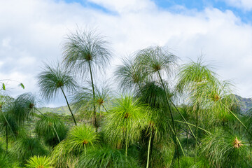 Cyperus papyrus (papyrus) growing in Kauai, Hawaii, USA. Cyperus papyrus is a species of aquatic...