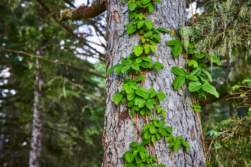 Deciduous Vine on Tree Bark Close-Up in Evergreen Forest