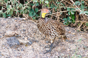 Yellow Necked Spurfowl pictured on a hot sunny day at Amboseli National Park, Kenya