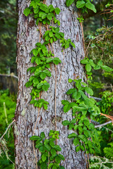 Ivy Entwined Tree Trunk Close-Up in Lush Forest