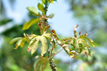 Curly cassava leaves and yellow spots are attacked by viruses and plant pests