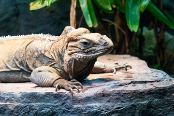 iguana lies on a stone