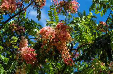 Closeup of a Honeysuckle Bush in Summer.