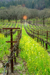 Colorful mustard, a cover crop, blankets the ground between rows of grapevines.