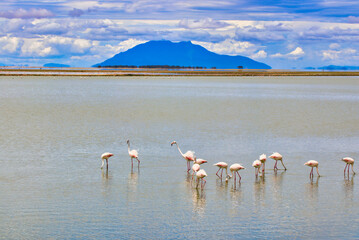 Scenic and spectacular scene of greater flamingos feeding in the alkaline waters of Lake Amboseli at Amboseli National Park, Kenya