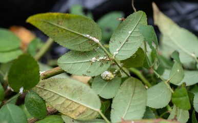 Mealybugs (Aphids) and ants living on a branch of rose tree. Aphids feed the ants and docilely allow themselves to be moved if the ants require them to relocate.