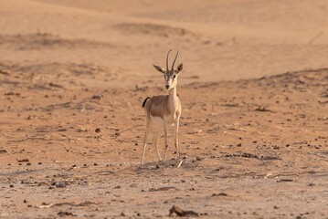 United Arab Emirates - Rub al-Khali - Arabian gazelle (Gazella arabica)