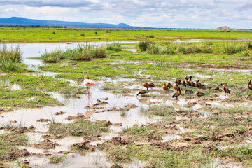 A flock of White faced Whistling ducks and a lone flamingo at the marshy swamps in Amboseli...