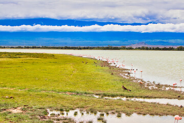 A scenic landscape of flamingos and birds at the edge of a picturesque lake at Amboseli National Park, Kenya